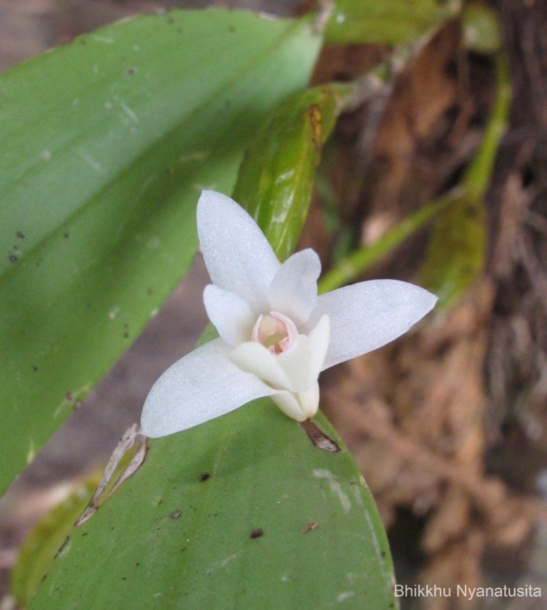 Dendrobium macraei Lindl.